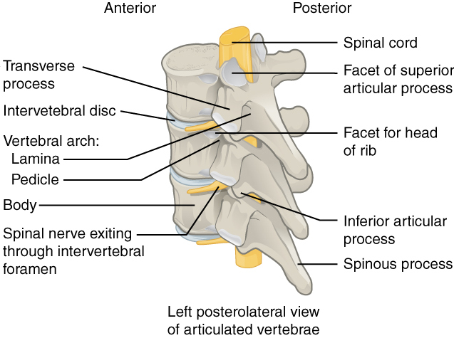 Vertebra Posterolateral